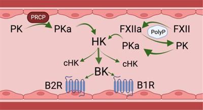 Is there a role for bradykinin in cerebral malaria pathogenesis?